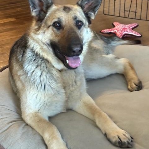 Enlarge Girly, a ADOPTABLE mixed breed in Saskatoon, SK image 2/3