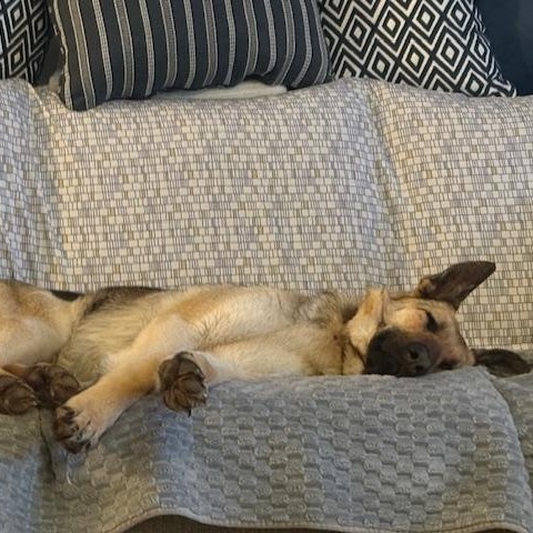 Enlarge Girly, a ADOPTABLE mixed breed in Saskatoon, SK image 3/3