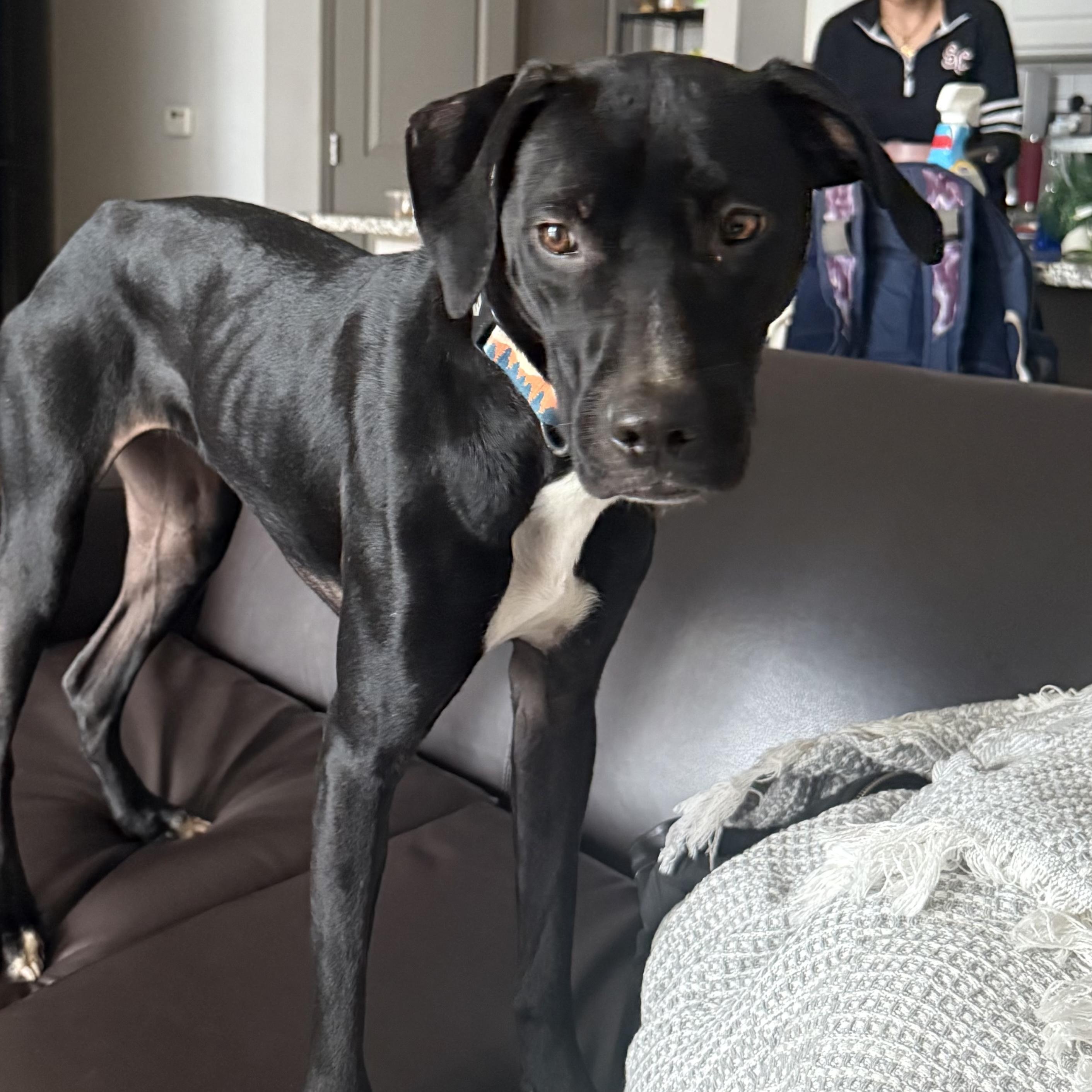 Lilo — thumbnail 4