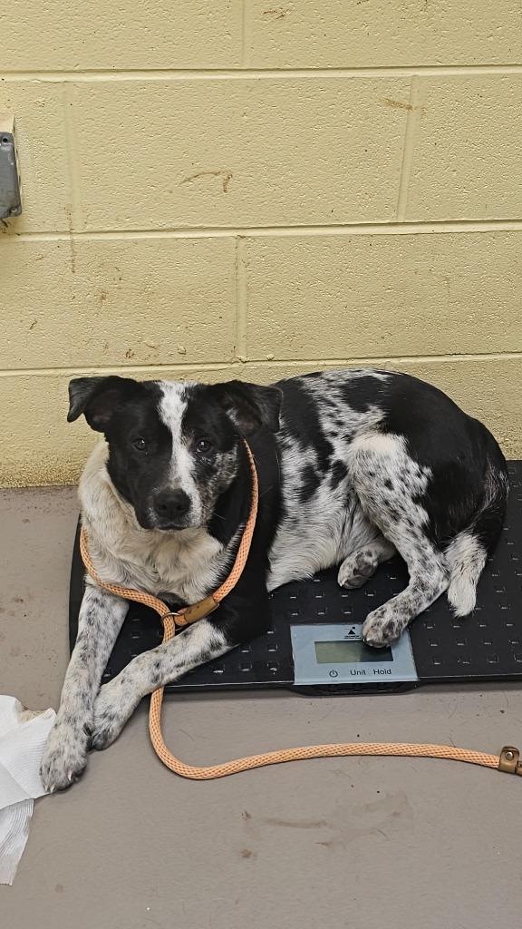 Enlarge Emmy Lou (SPAYED), a Adoptable Cattle Dog in Crossville, TN image 1/1