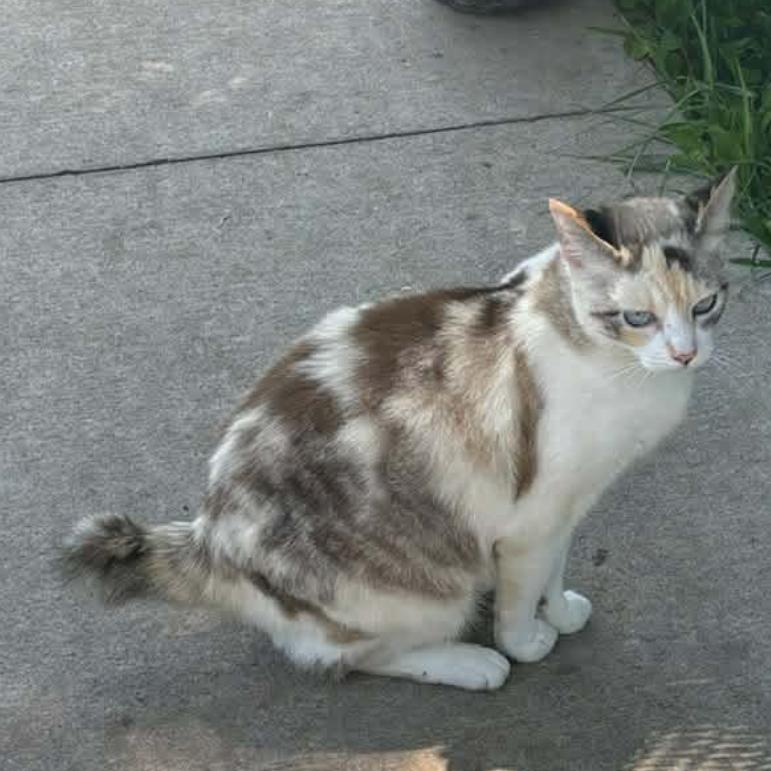 Mommaz, Adoptable, Adult Female Manx & Siamese.