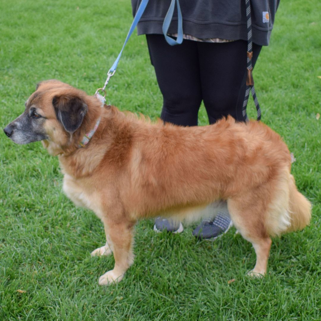 Dog for adoption Roxie an Australian Shepherd German Shepherd Dog Dog for adoption Roxie an Australian Shepherd German Shepherd Dog