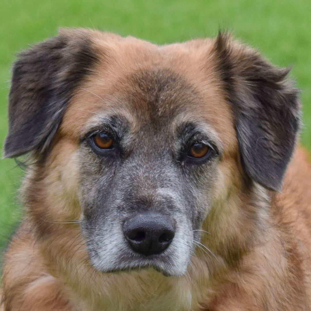 Dog for adoption Roxie an Australian Shepherd German Shepherd Dog Dog for adoption Roxie an Australian Shepherd German Shepherd Dog