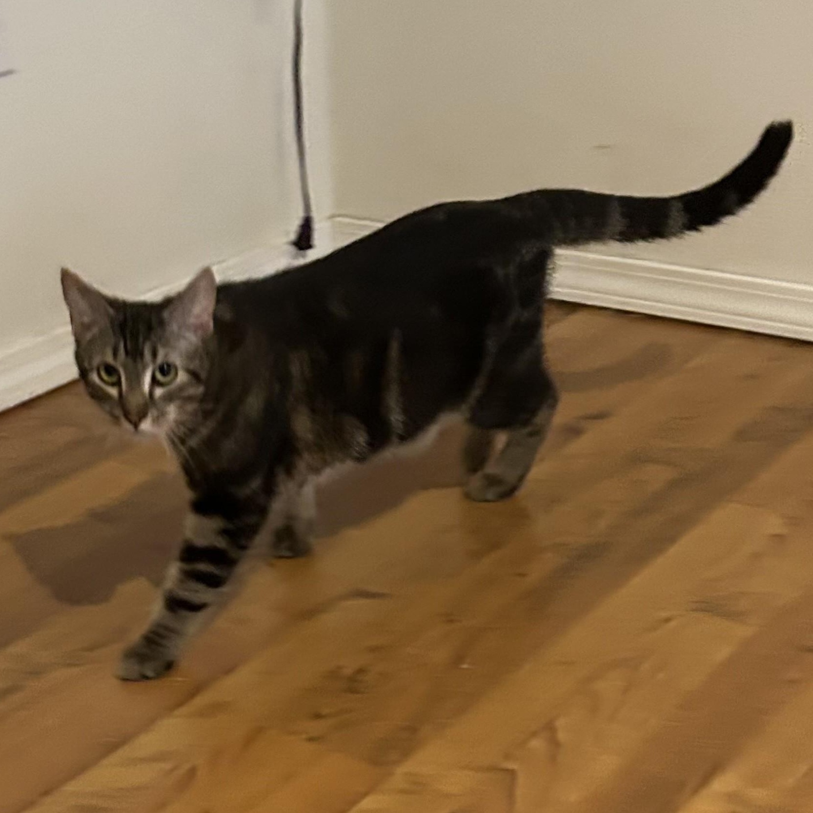 Enlarge Apollo, a Adoptable Domestic Short Hair in Springdale, AR image 1/3