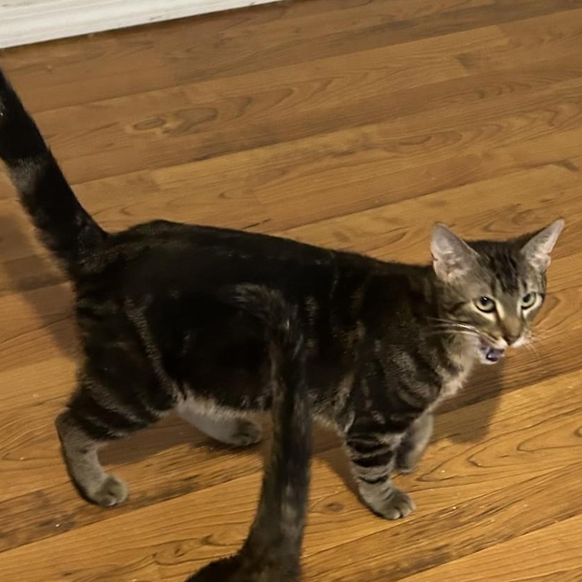 Enlarge Apollo, a Adoptable Domestic Short Hair in Springdale, AR image 3/3