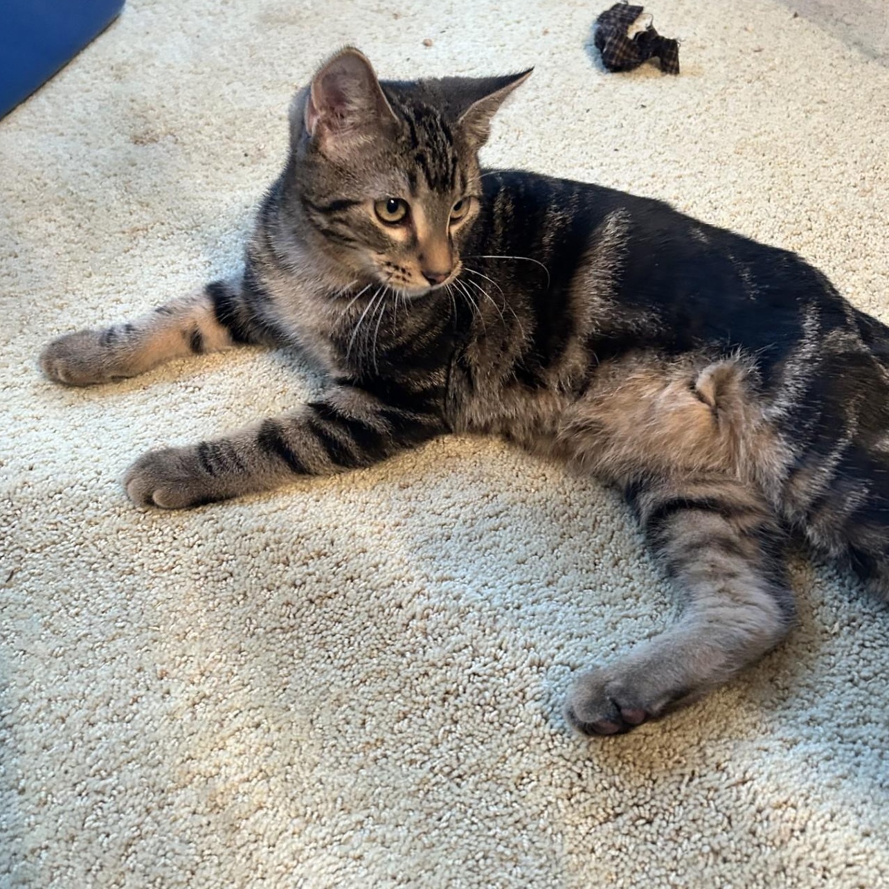 Enlarge Apollo, a Adoptable Domestic Short Hair in Springdale, AR image 2/3