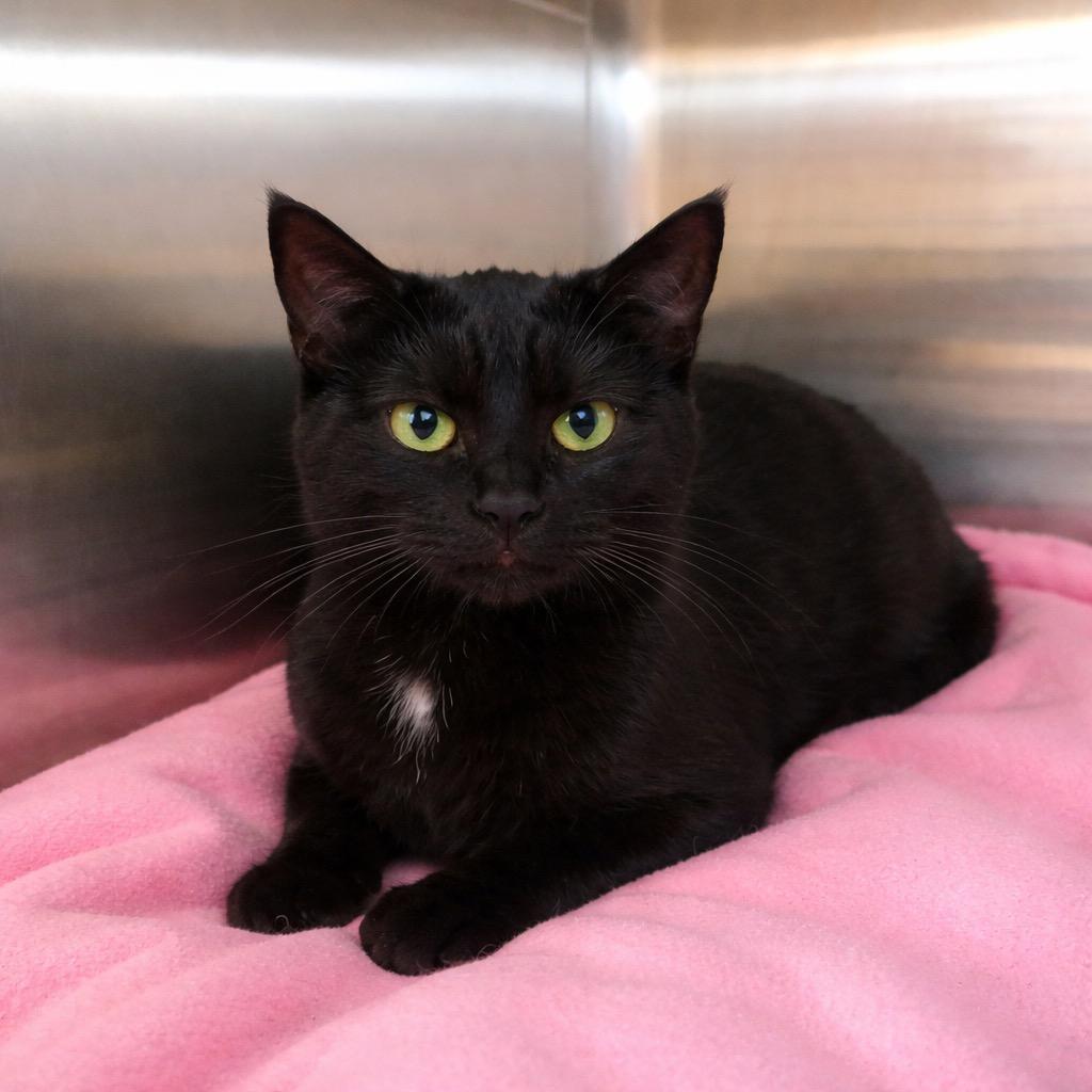 Enlarge Macee, a Adoptable mixed breed in Columbia, TN image 1/1