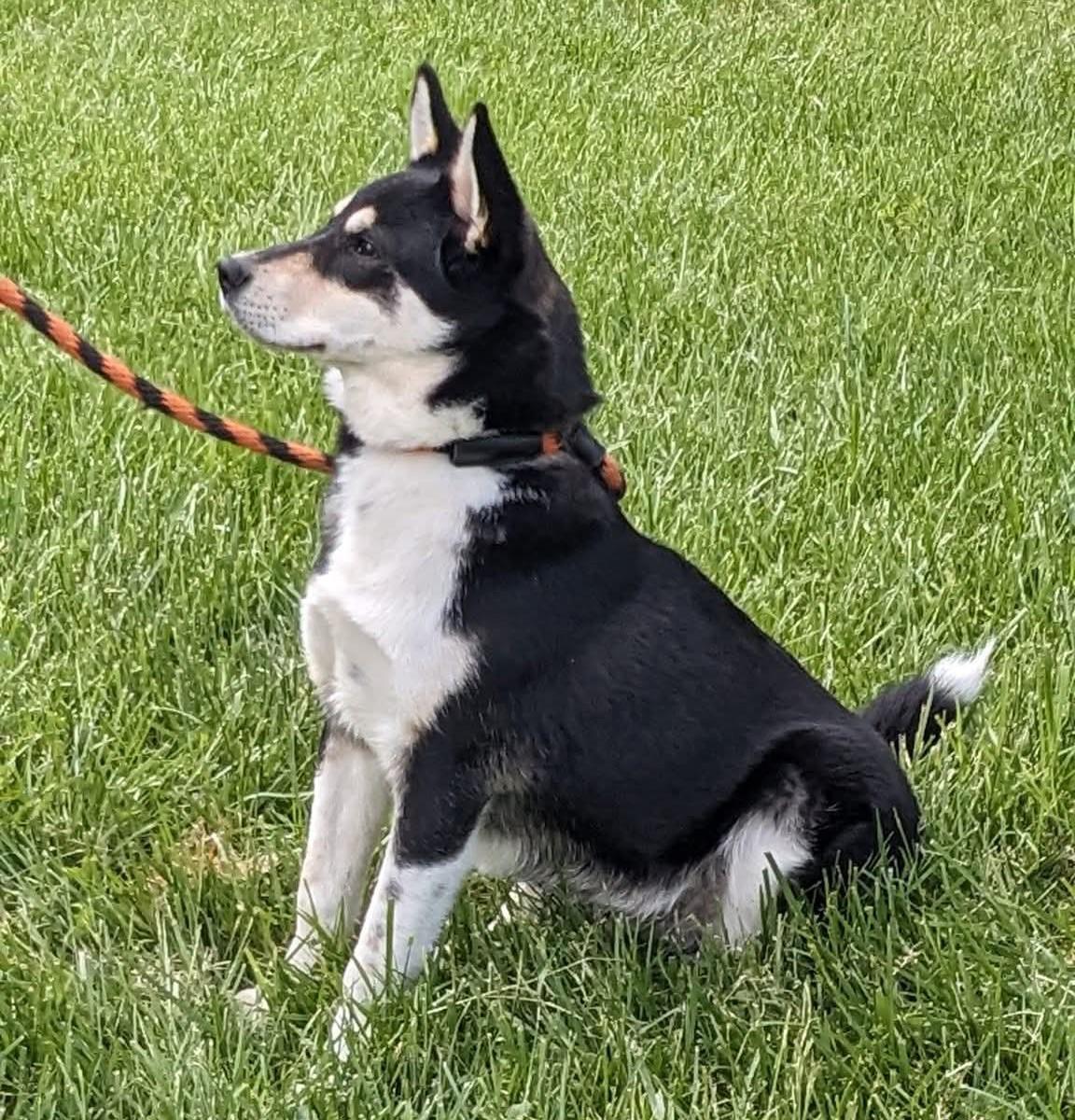 Denny, an adopted mixed breed in Springfield, OH image 6/6