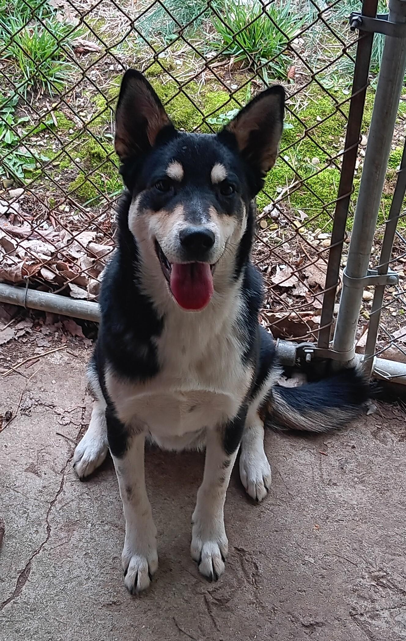 Denny, an adopted mixed breed in Springfield, OH image 2/6
