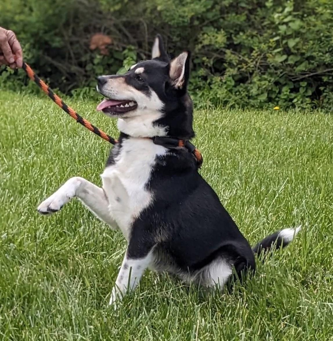 Denny, adopted, Young Male Shepherd.