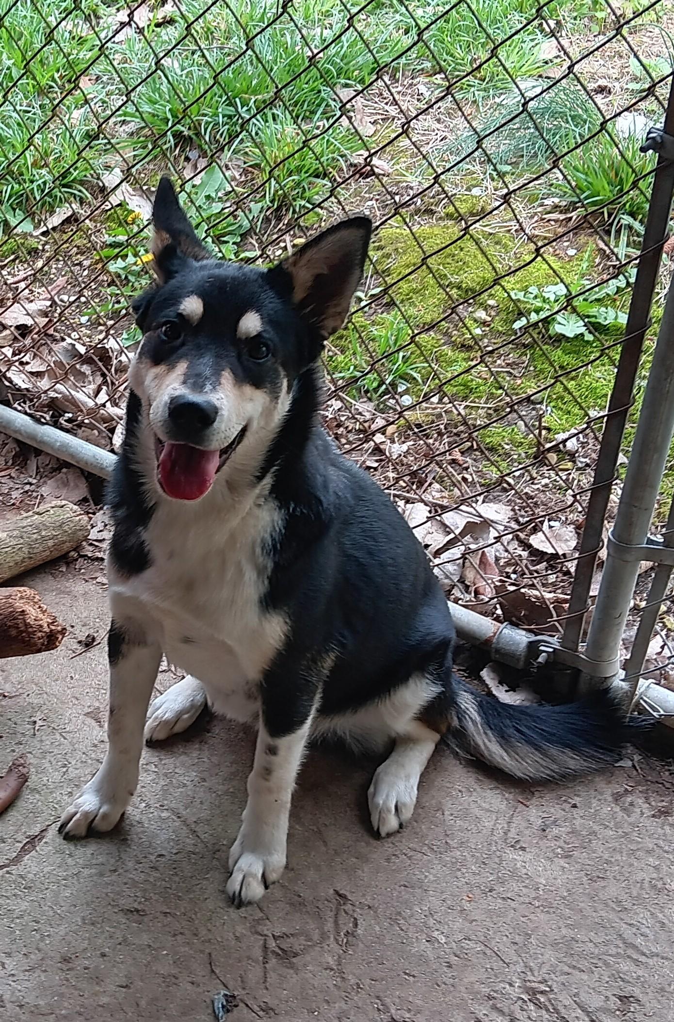 Denny, an adopted mixed breed in Springfield, OH image 5/6
