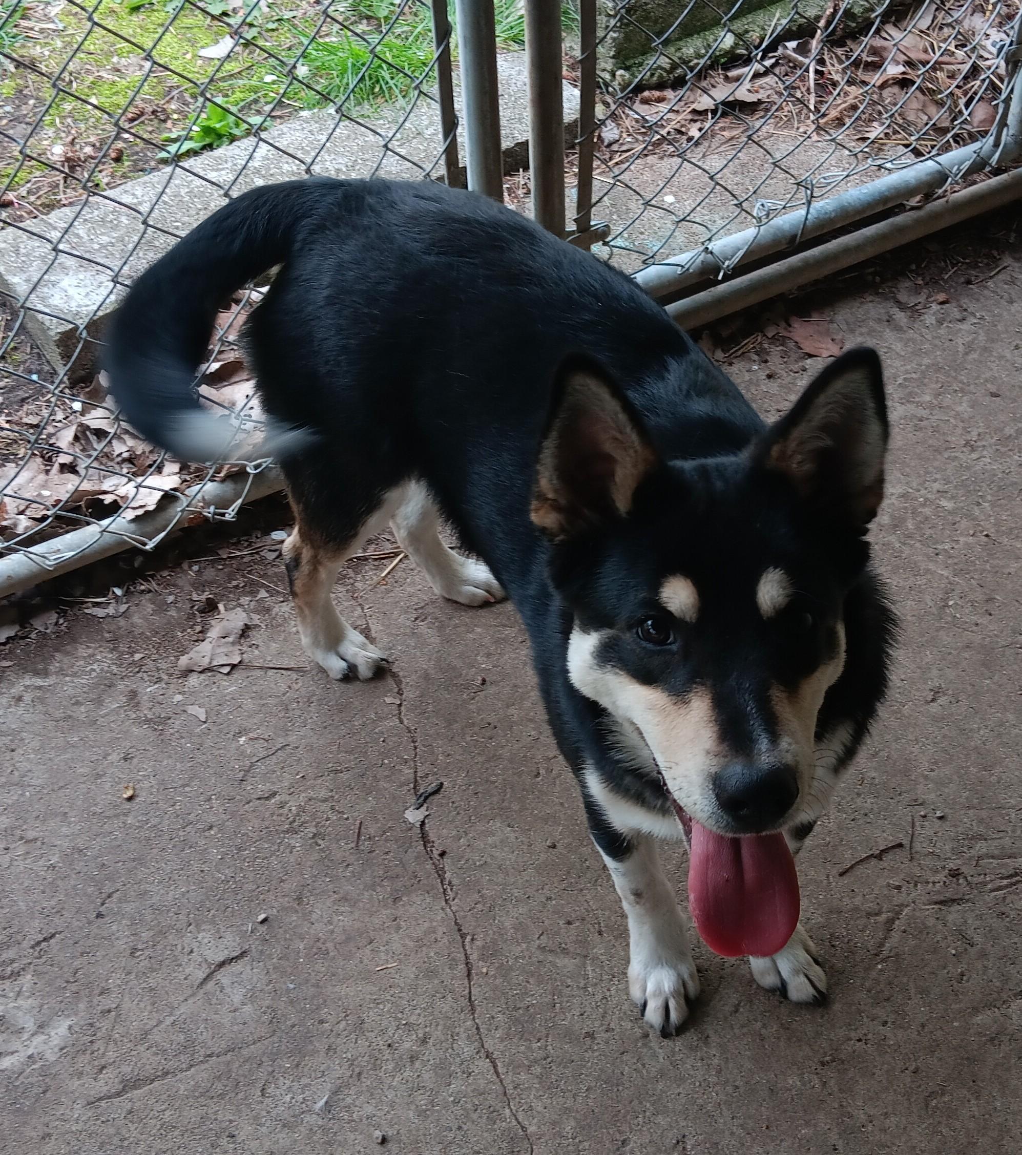 Denny, an adopted mixed breed in Springfield, OH image 3/6