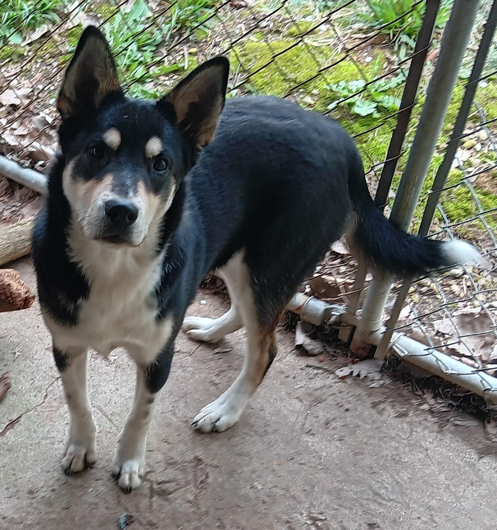 Denny, an adopted mixed breed in Springfield, OH image 4/6
