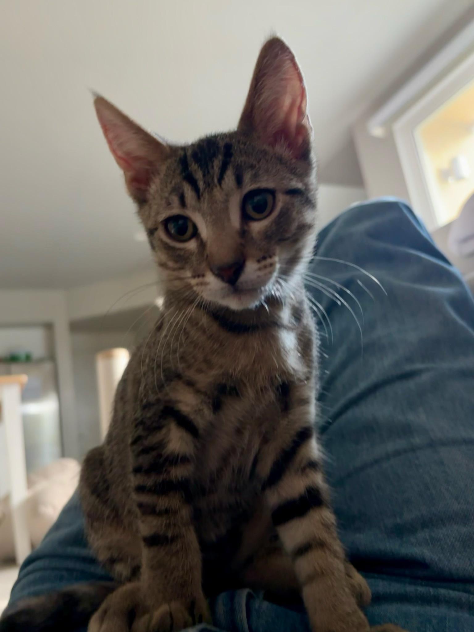 Nyota, adopted, Young Male Tabby.