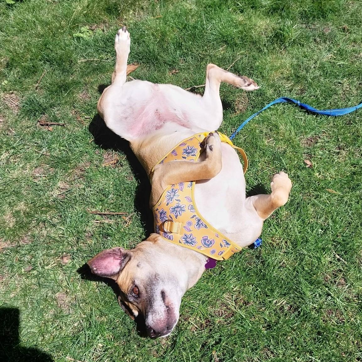 Molly, a ADOPTABLE mixed breed in Eugene, OR image 3/4