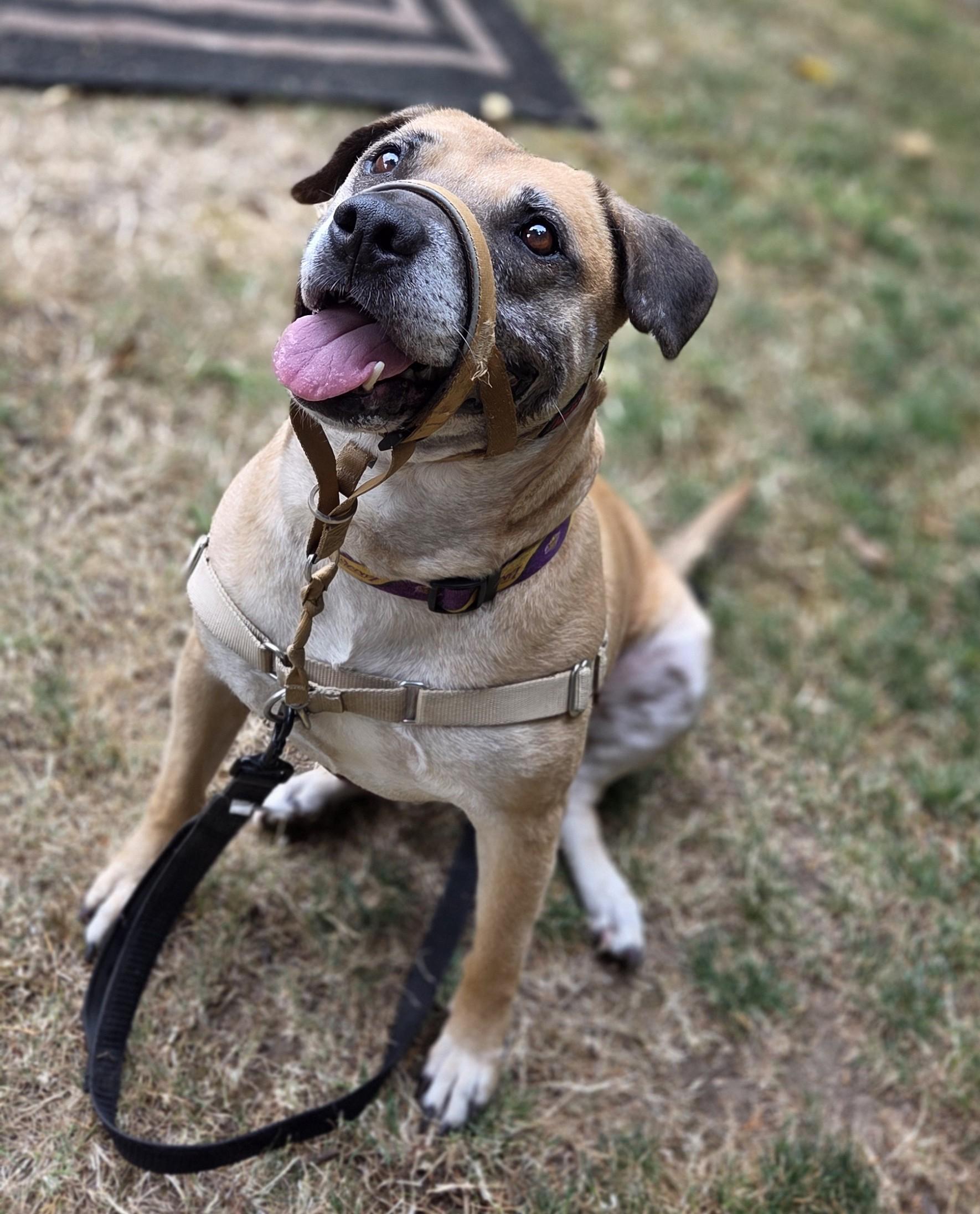 Molly, ADOPTABLE, Senior Female Staffordshire Bull Terrier & Pit Bull Terrier.
