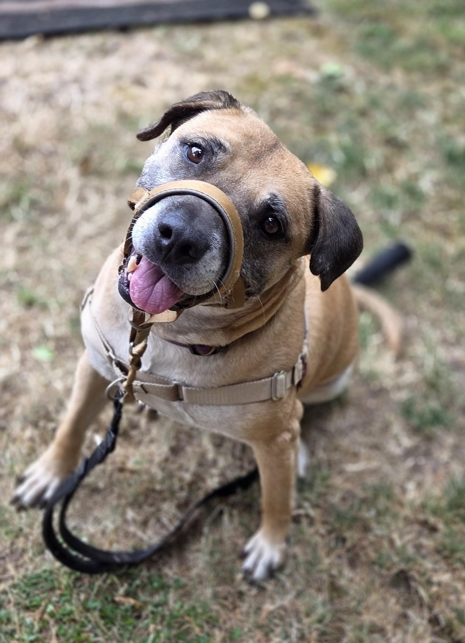 Enlarge Molly, a ADOPTABLE mixed breed in Eugene, OR image 6/6