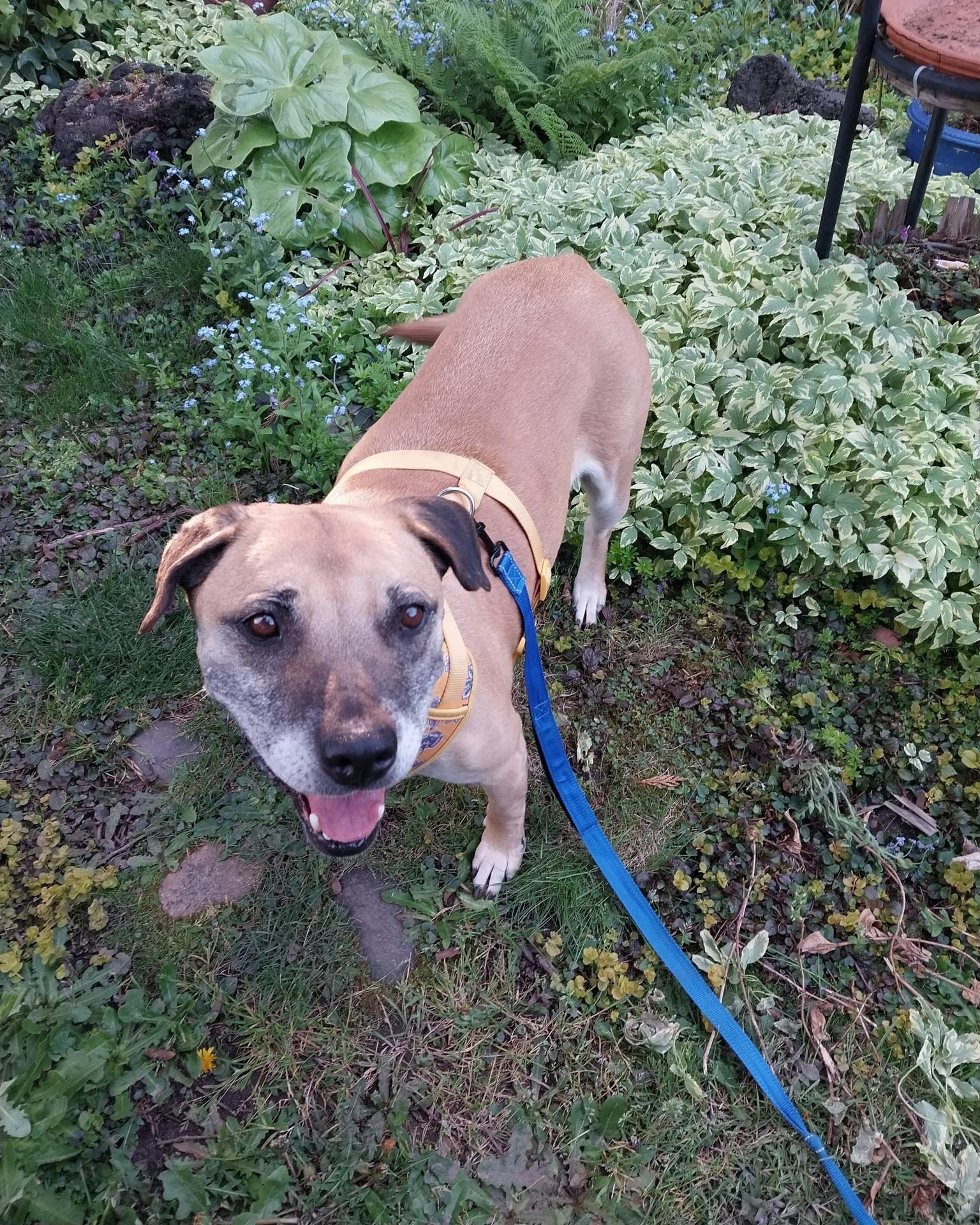 Molly, ADOPTABLE, Senior Female Staffordshire Bull Terrier & Pit Bull Terrier.