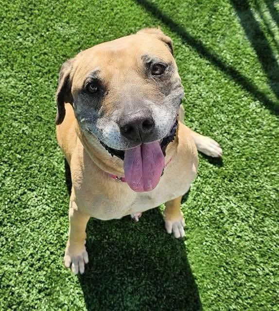 Molly, a ADOPTABLE mixed breed in Eugene, OR image 2/4