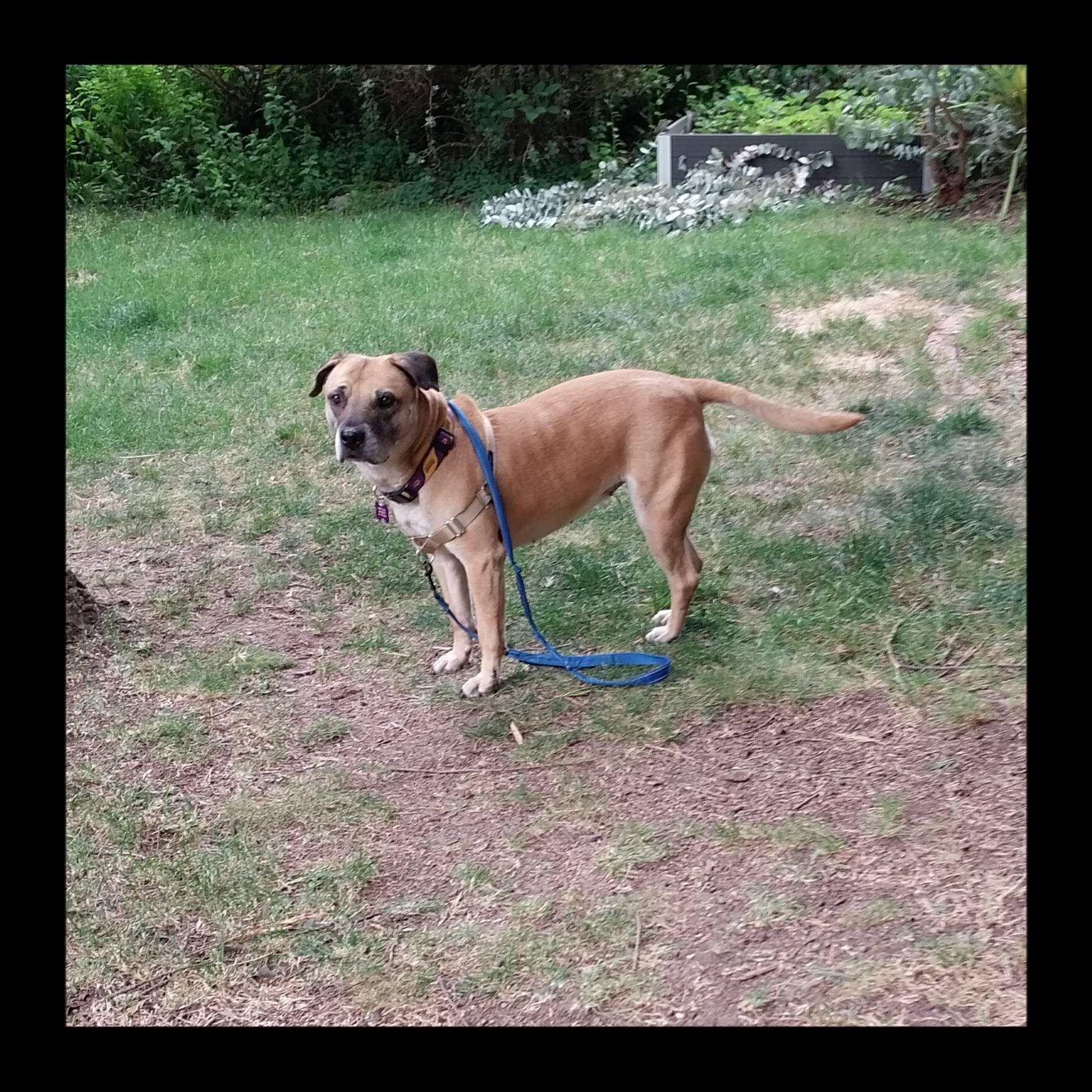 Molly, a ADOPTABLE mixed breed in Eugene, OR image 4/4