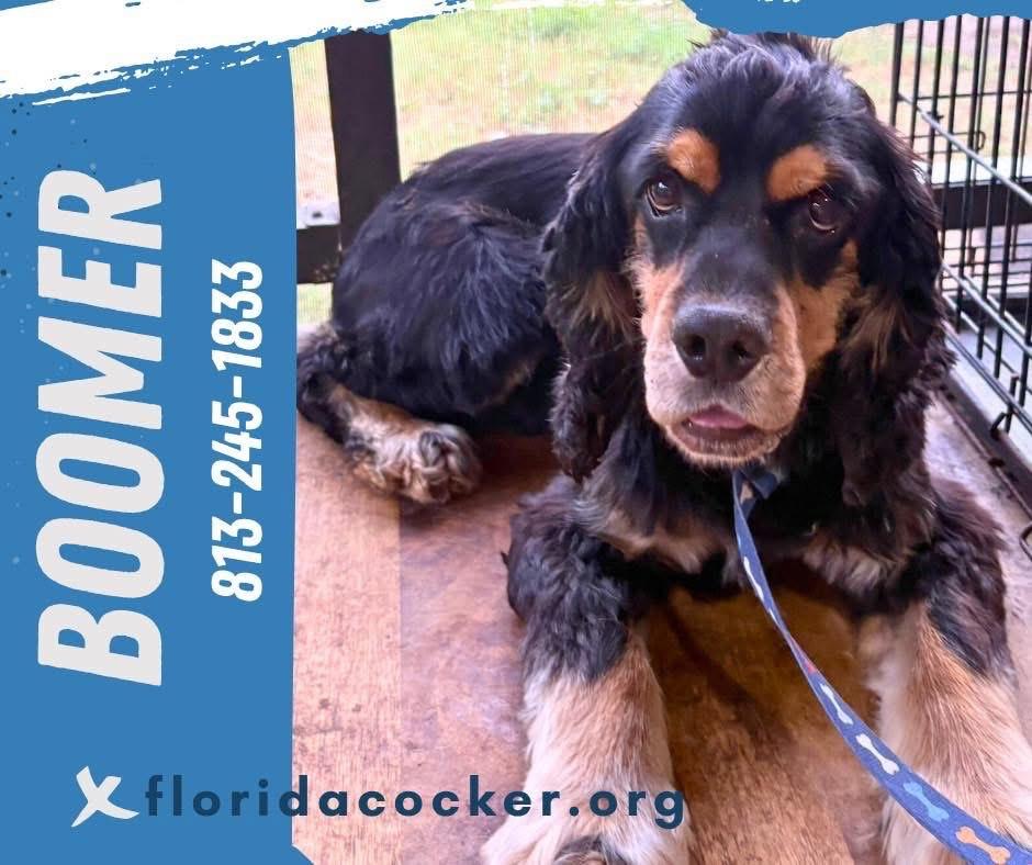 Boomer, adopted, Adult Male Cocker Spaniel.