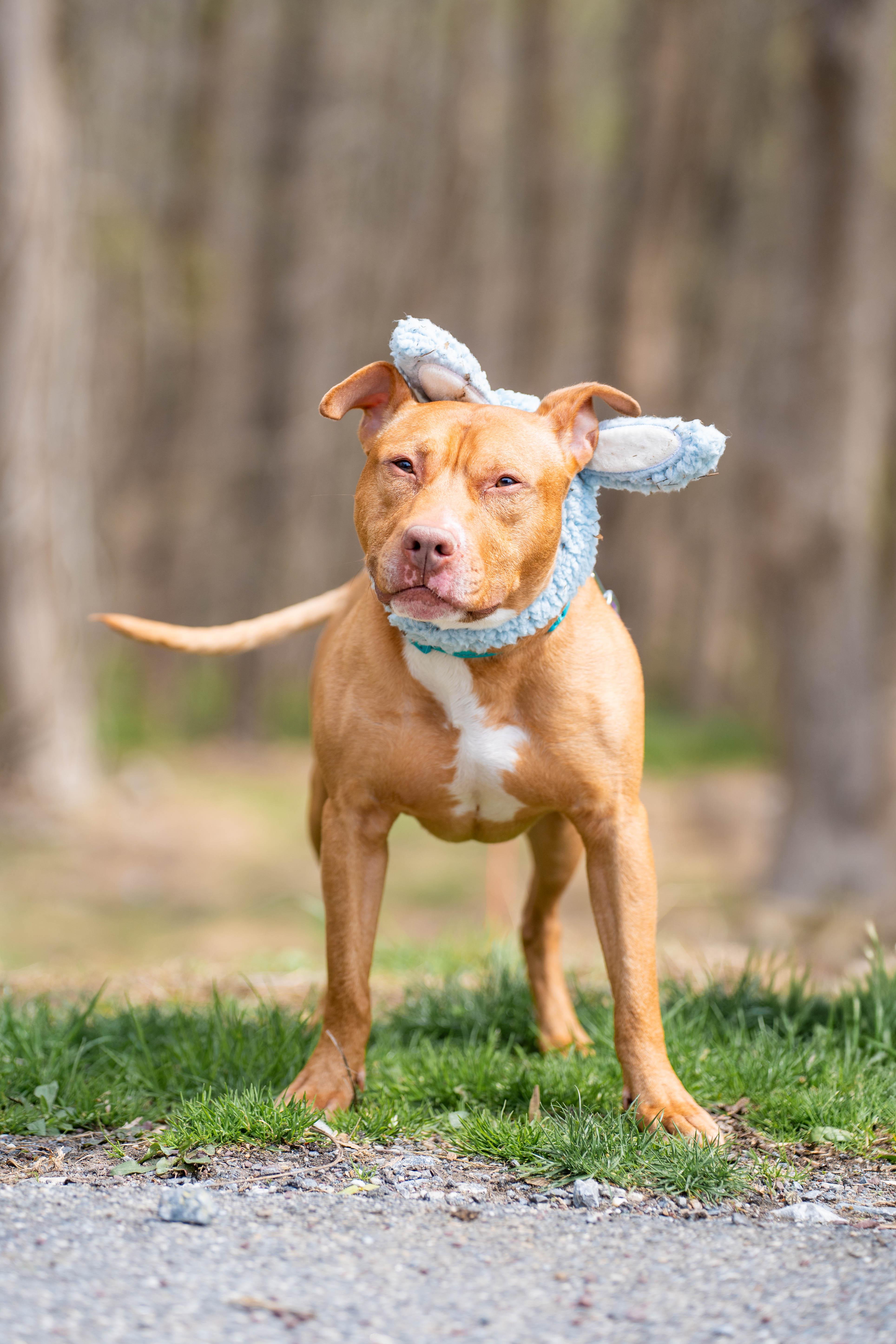Enlarge Benny, a Adoptable Pit Bull Terrier in Reisterstown, MD image 4/4