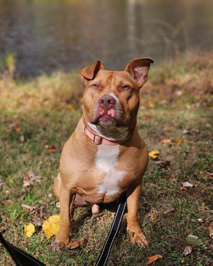 Enlarge Benny, a Adoptable Pit Bull Terrier in Reisterstown, MD image 2/4
