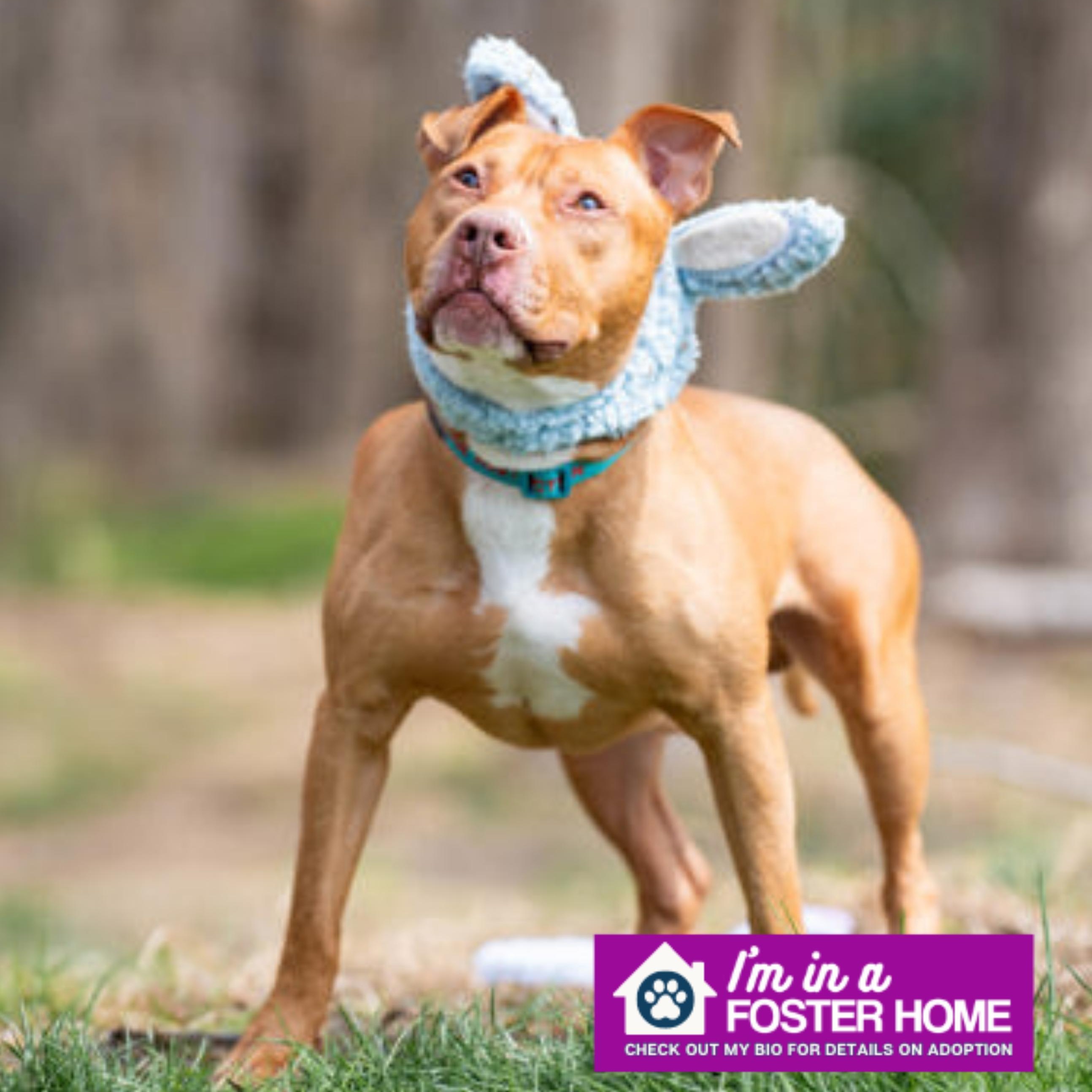 Benny, Adoptable, Adult Male Pit Bull Terrier.