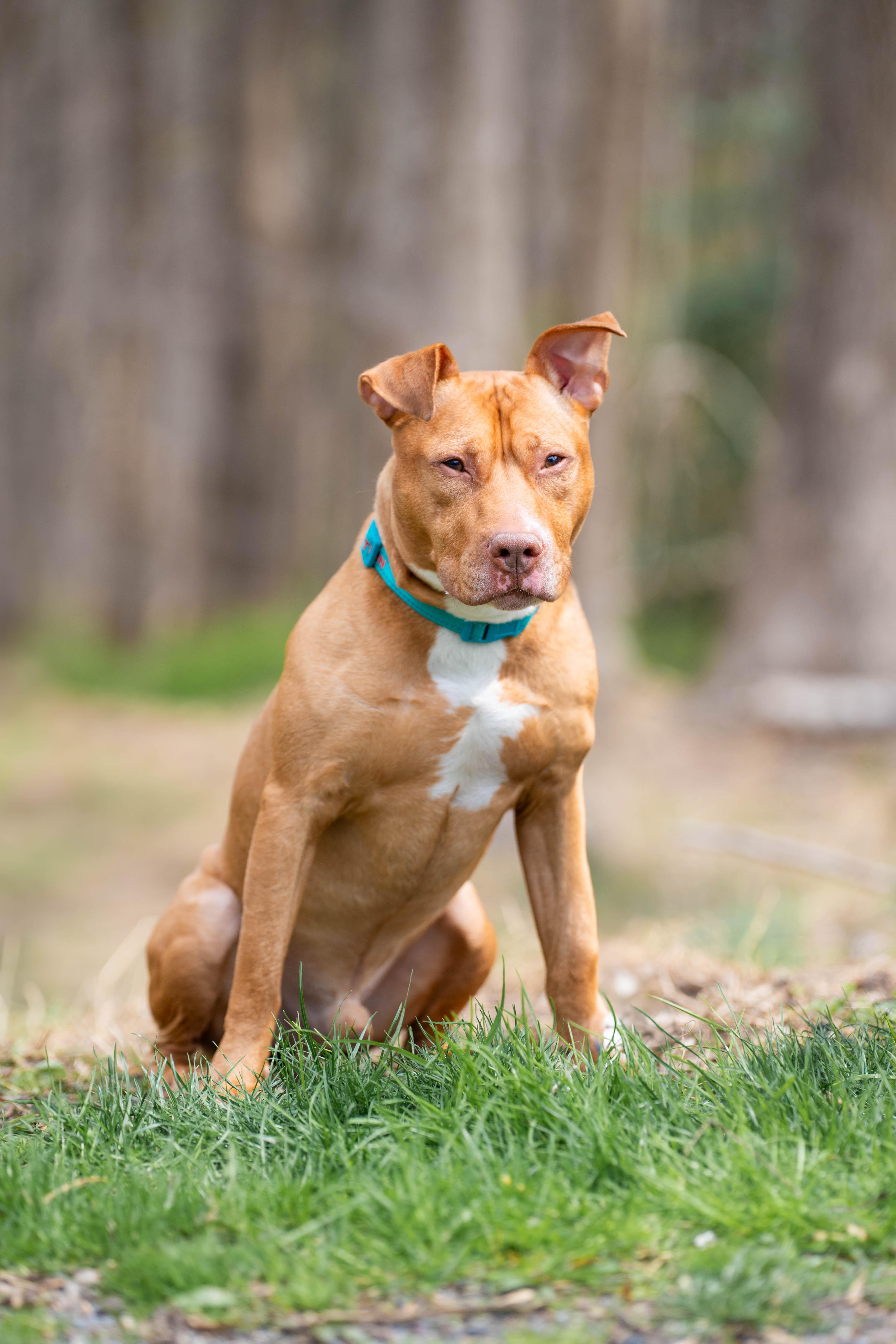 Enlarge Benny, a Adoptable Pit Bull Terrier in Reisterstown, MD image 3/4