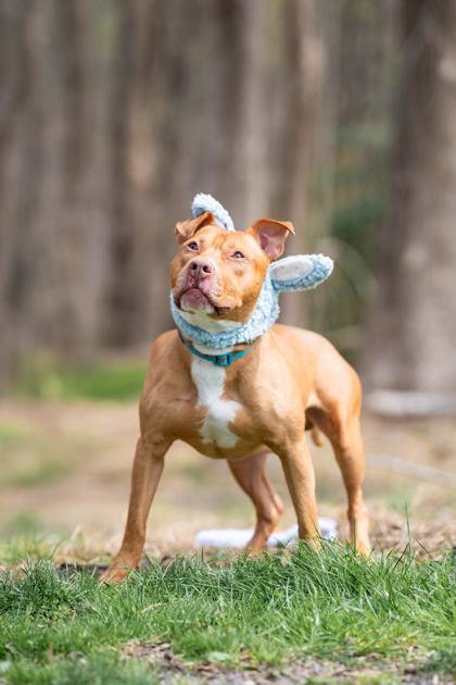 Enlarge Benny, a Adoptable Pit Bull Terrier in Reisterstown, MD image 1/4