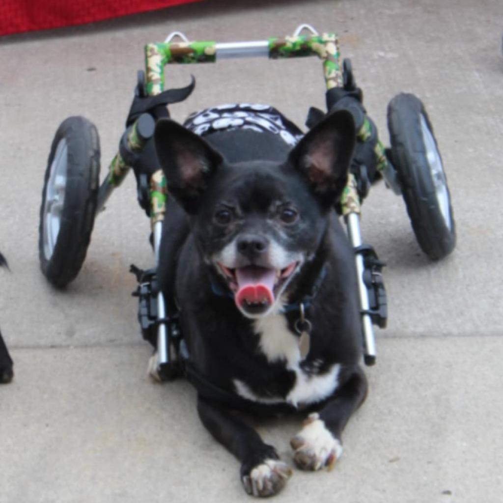Tux, a Adoptable Boston Terrier in Lima, OH image 4/6