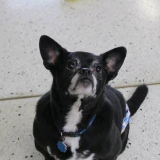 Tux, a Adoptable Boston Terrier in Lima, OH image 5/6