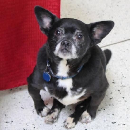 Tux, a Adoptable Boston Terrier in Lima, OH image 6/6