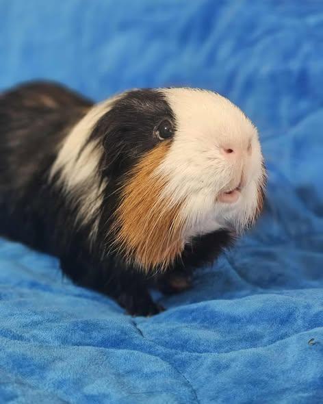 Enlarge Ford, a ADOPTABLE mixed breed in Wellington, CO image 4/4