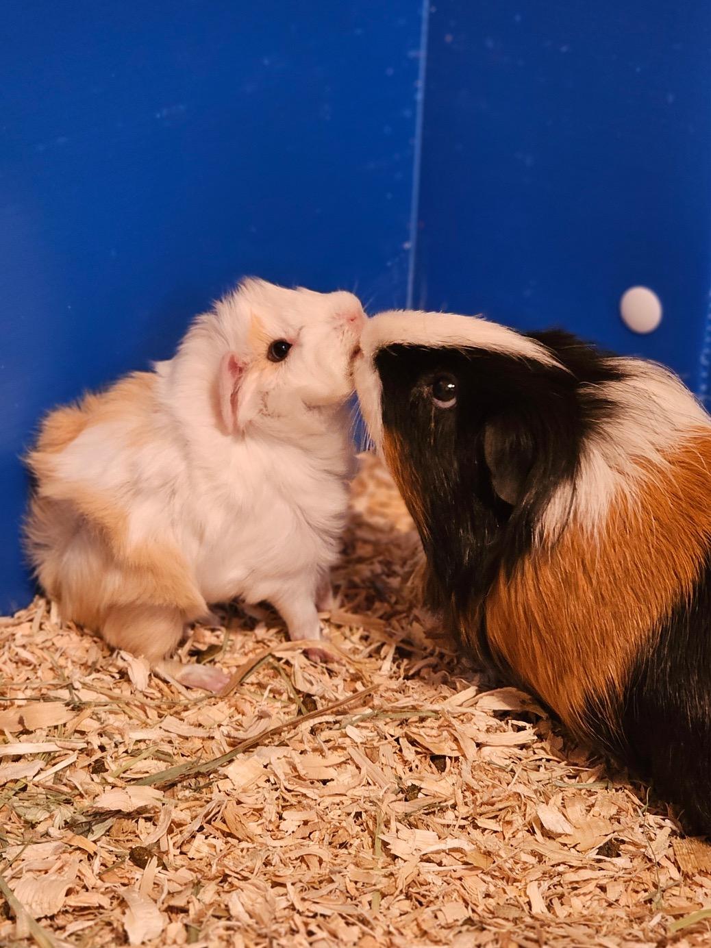 Enlarge Hermann and Ford, an adoptable mixed breed in Wellington, CO image 1/6