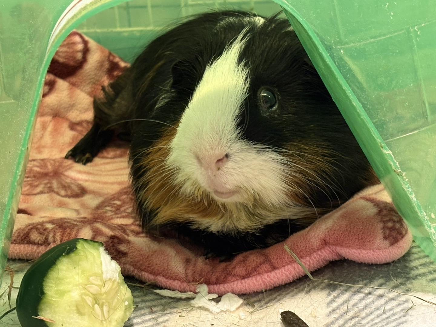 Enlarge Ford, a ADOPTABLE mixed breed in Wellington, CO image 3/4