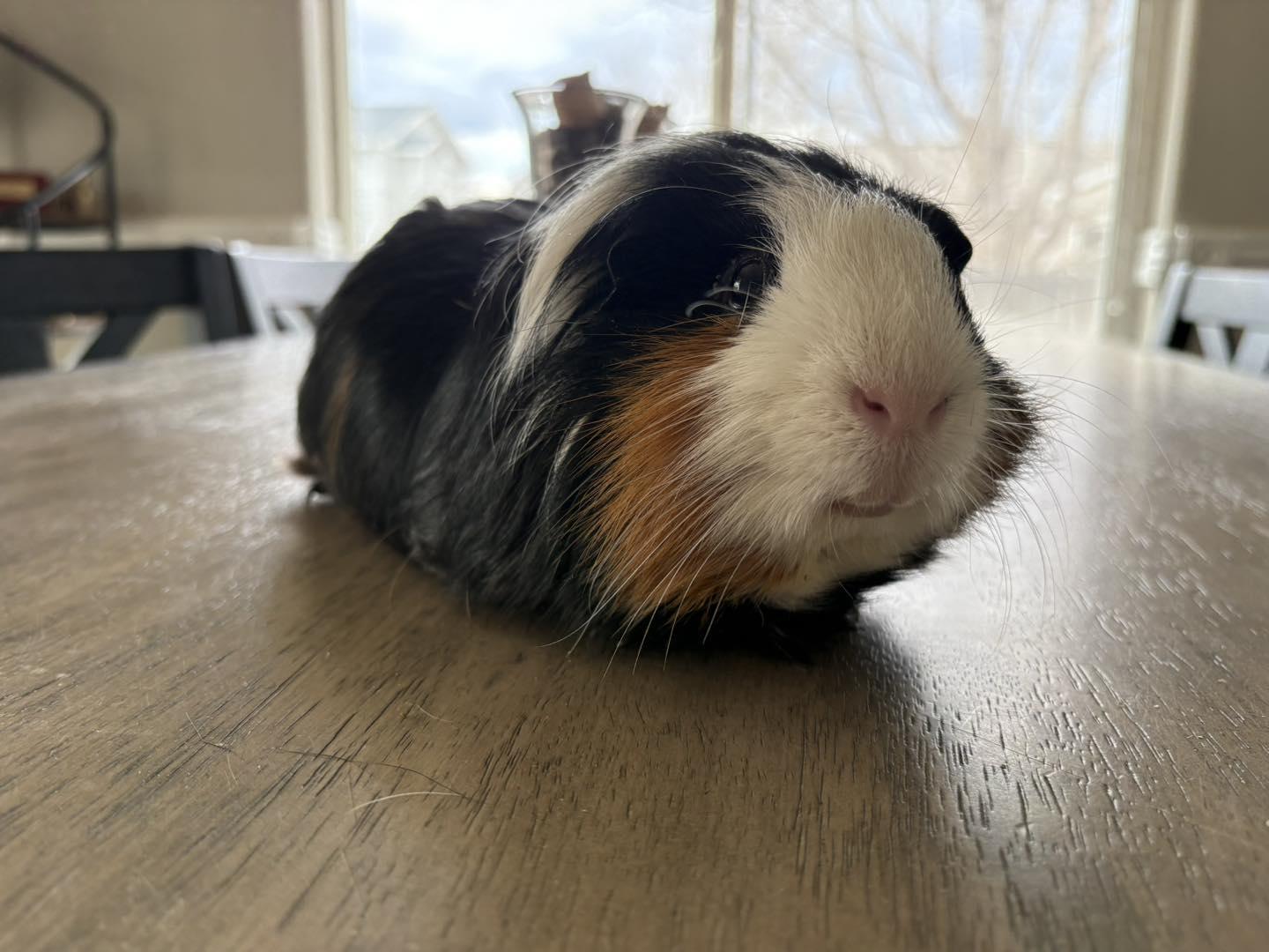 Enlarge Ford, a ADOPTABLE mixed breed in Wellington, CO image 2/4