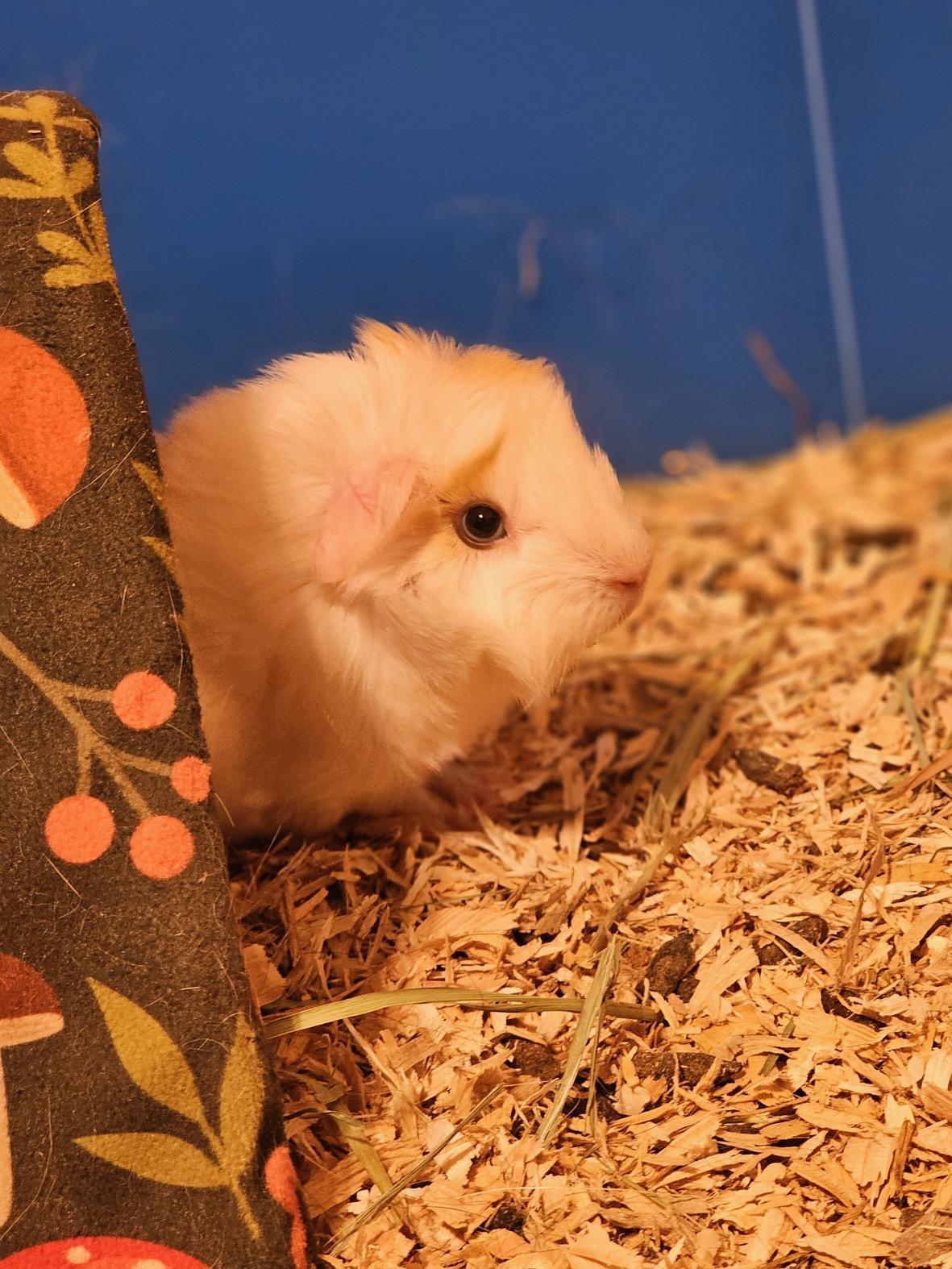 Enlarge Hermann and Ford, an adoptable mixed breed in Wellington, CO image 5/6