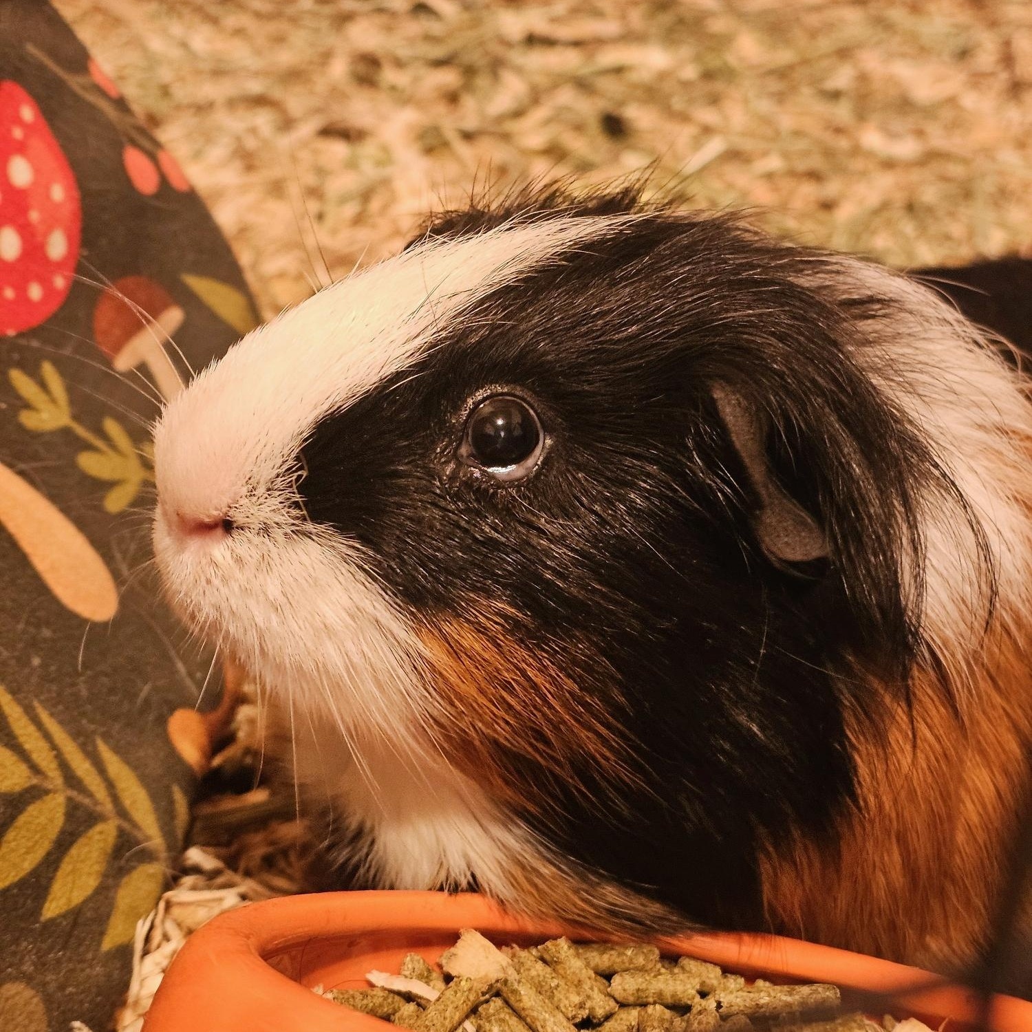 Enlarge Hermann and Ford, an adoptable mixed breed in Wellington, CO image 2/6