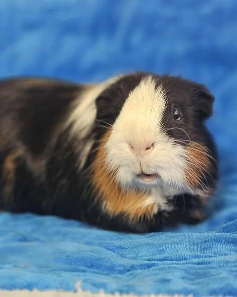 Ford, ADOPTABLE, Adult Male Silkie / Sheltie & Short-Haired.