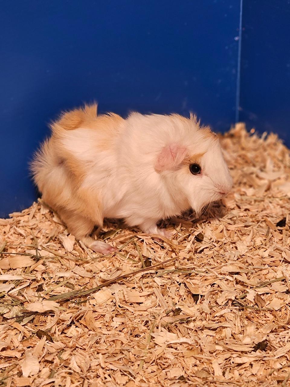 Enlarge Hermann and Ford, an adoptable mixed breed in Wellington, CO image 3/6