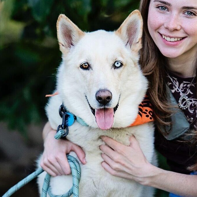 Enlarge Max, a ADOPTABLE mixed breed in Burbank, CA image 1/6