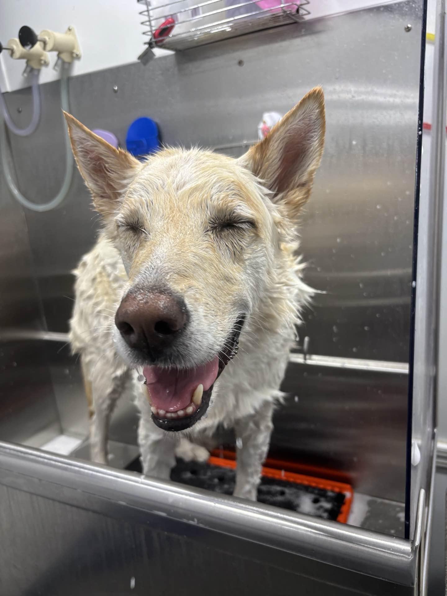 Enlarge Max, a ADOPTABLE mixed breed in Burbank, CA image 4/6