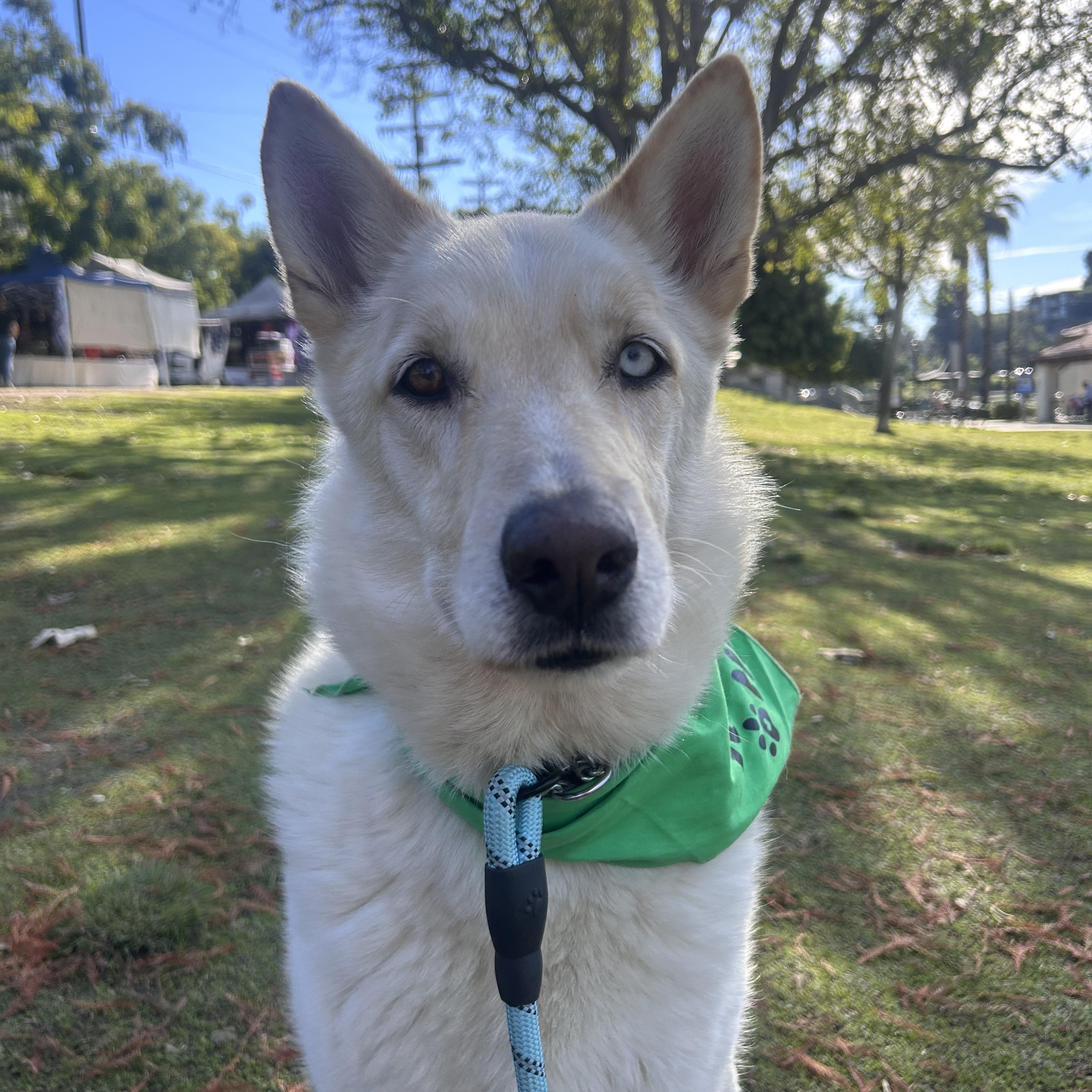 Enlarge Max, a ADOPTABLE mixed breed in Burbank, CA image 3/6