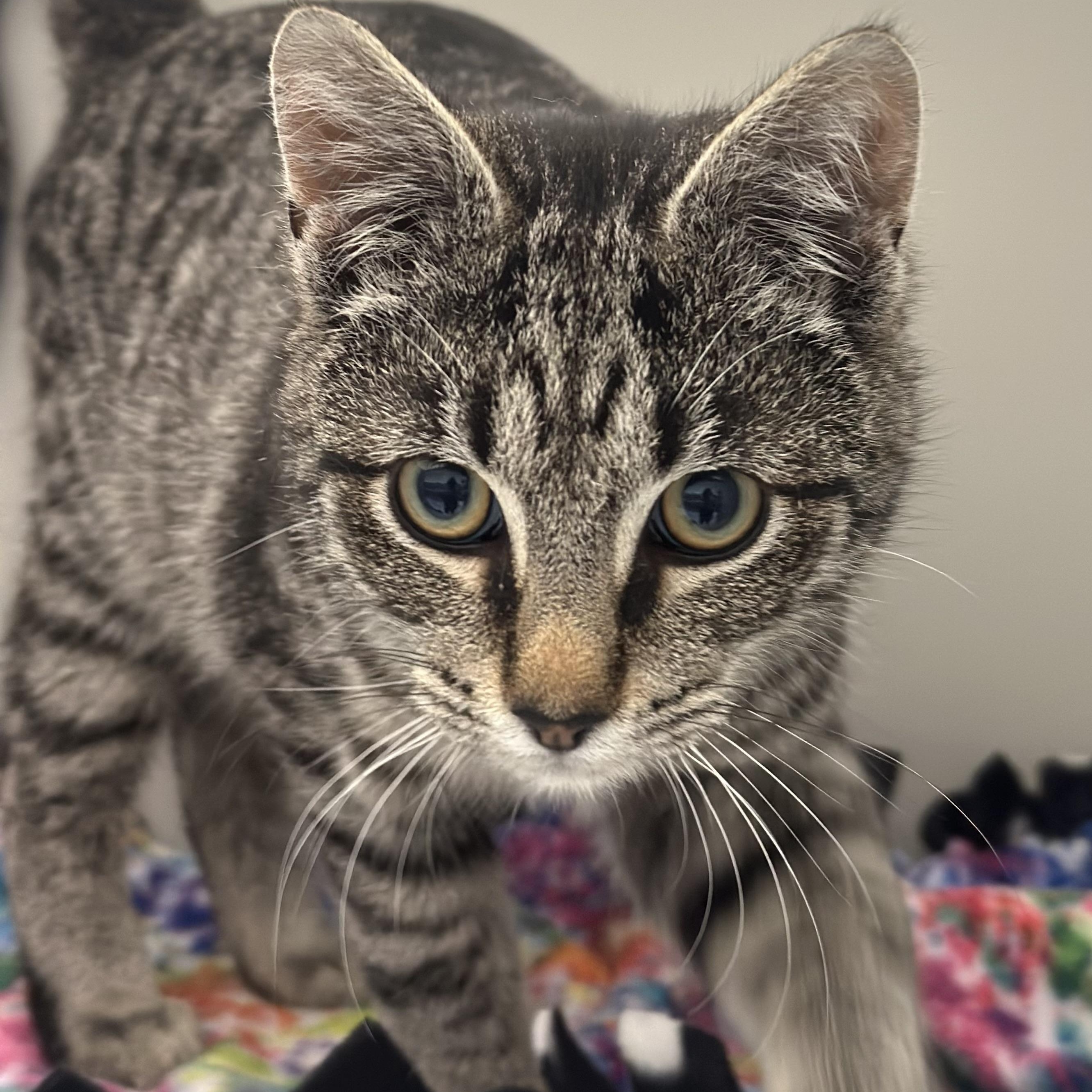 Tide, Adoptable, Kitten Female Domestic Short Hair.