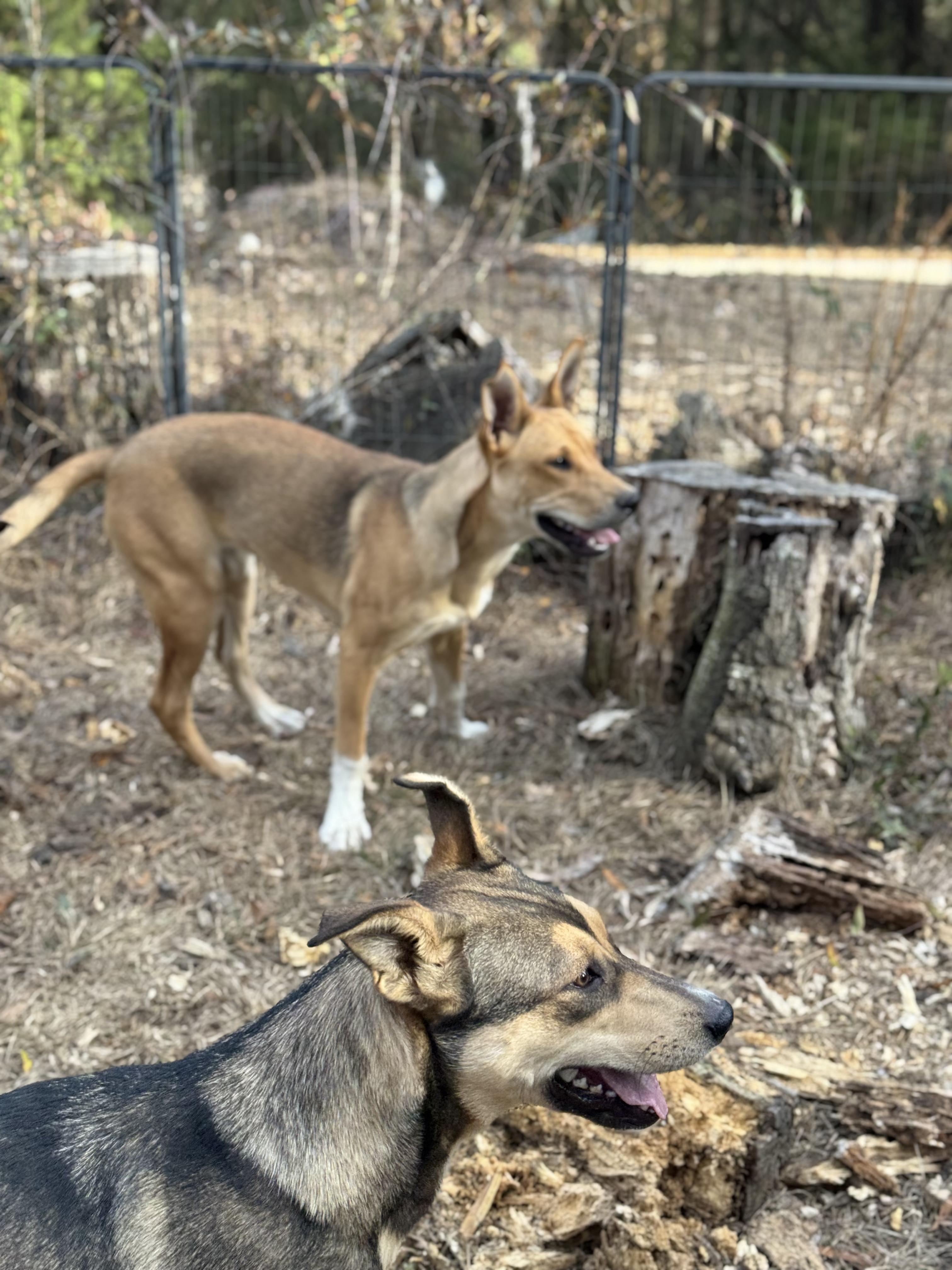 MADAM SIDE-EYE SNITCHINGTON — thumbnail 3