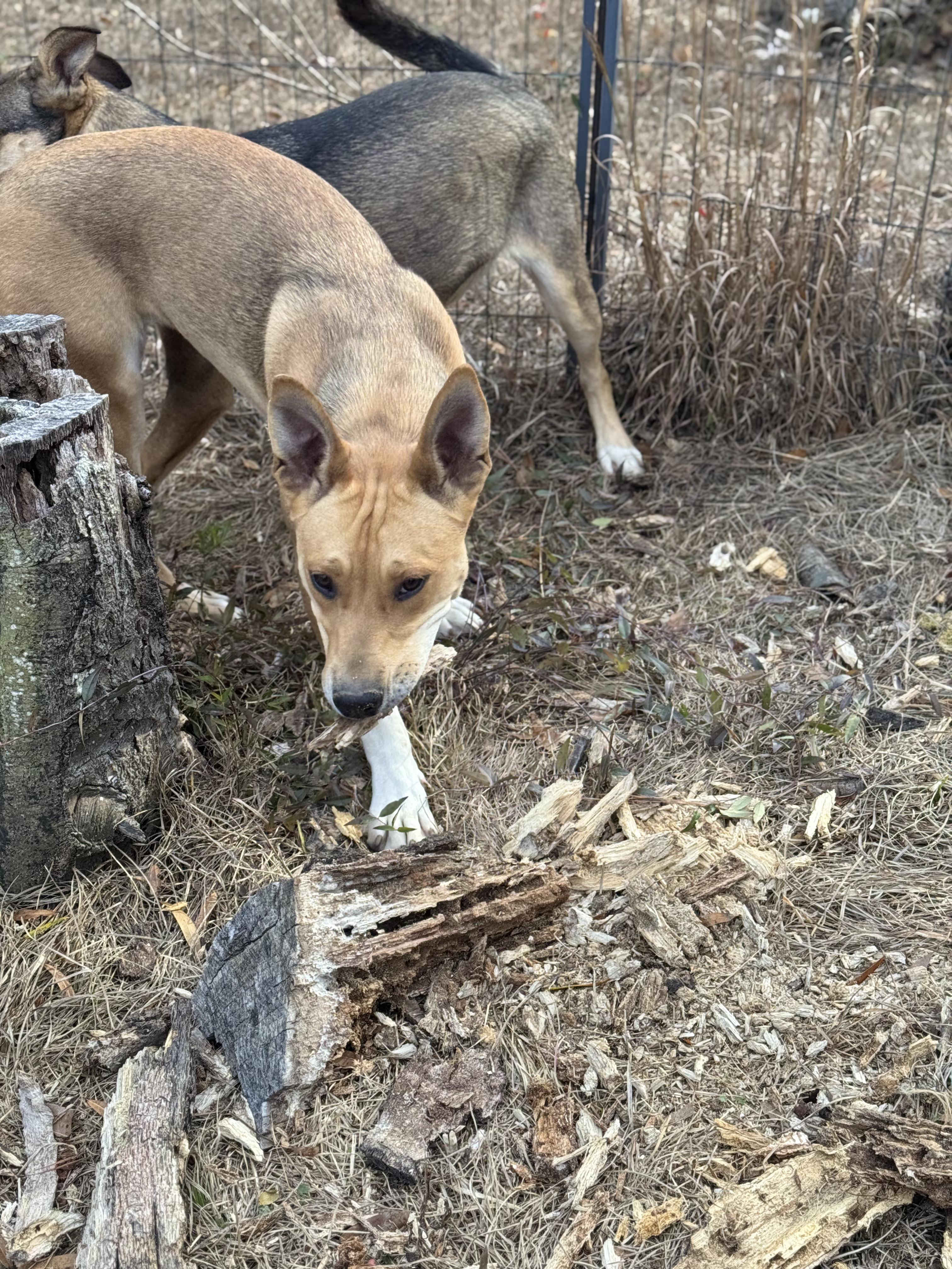 MADAM SIDE-EYE SNITCHINGTON — thumbnail 6