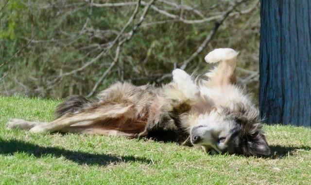 Enlarge Gilley, a Adopted Border Collie in Gloucester, VA image 2/4