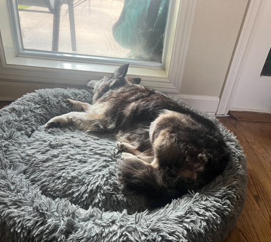 Enlarge Gilley, a Adopted Border Collie in Gloucester, VA image 3/4