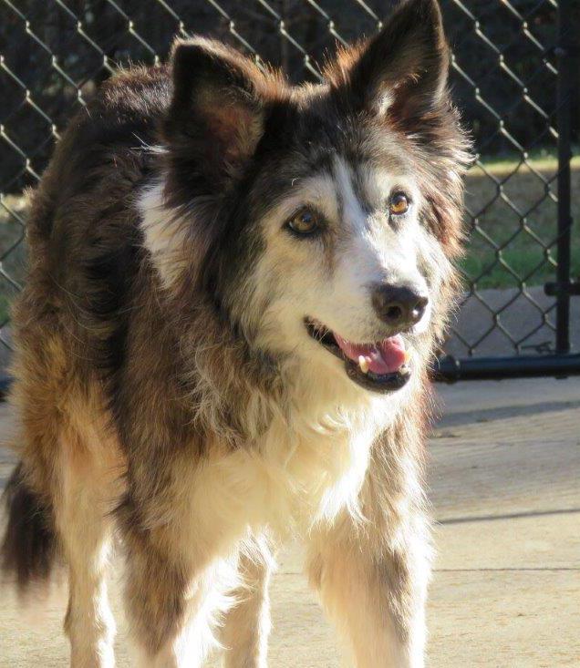 Gilley, Adopted, Senior Female Border Collie.